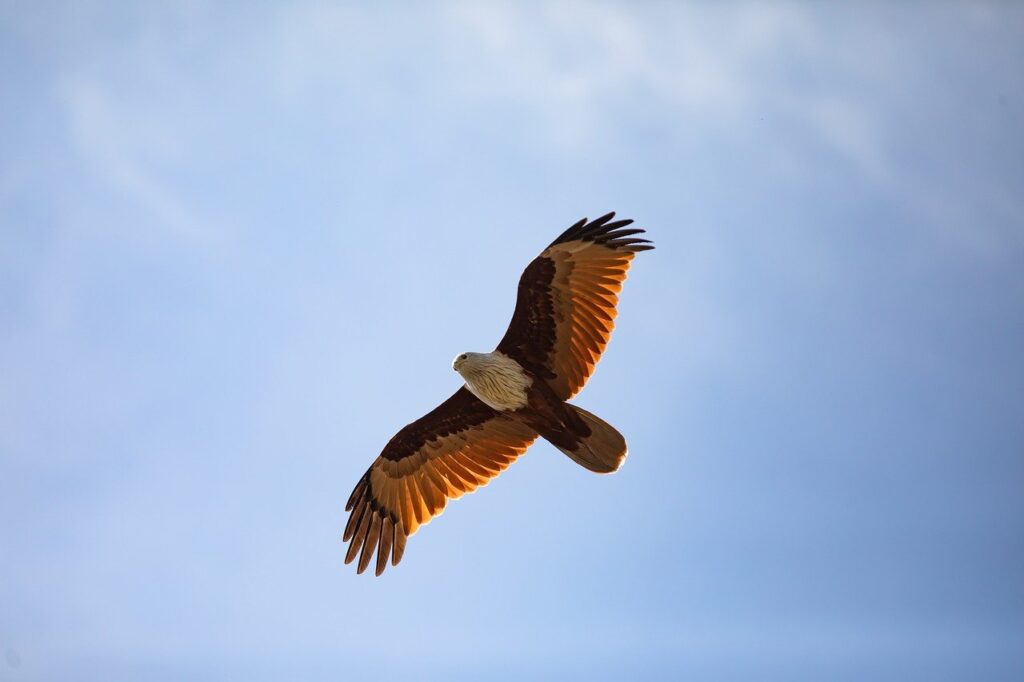 Administrația Trump reduce protecția habitatelor speciilor pe cale de dispariție / Ecologiștii avertizează că ar putea accelera distrugerea ecosistemelor și pune &icirc;n pericol fauna sălbatică