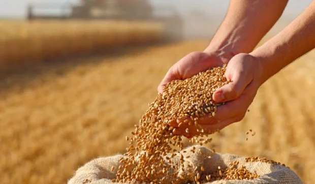Alimentele s-ar putea scumpi, după ce valul de căldură din Europa a distrus culturi de două miliarde de euro