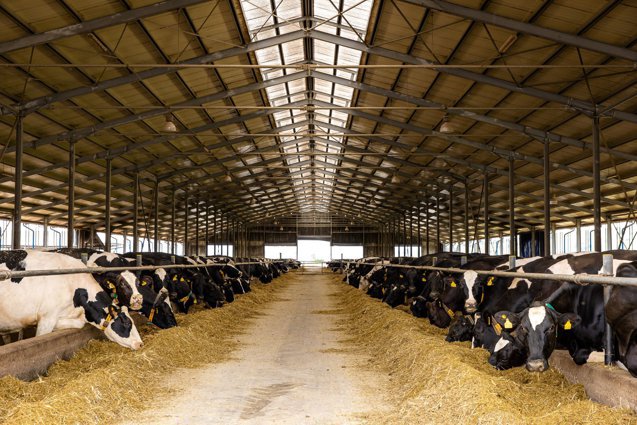 DN Agrar, cel mai mare producător de lapte din UE, a c&acirc;ştigat 9,6 milioane lei &icirc;n T1 2026, cu 32% mai puţin faţă de aceeaşi perioadă a anului trecut, din cauza scăderii preţului laptelui