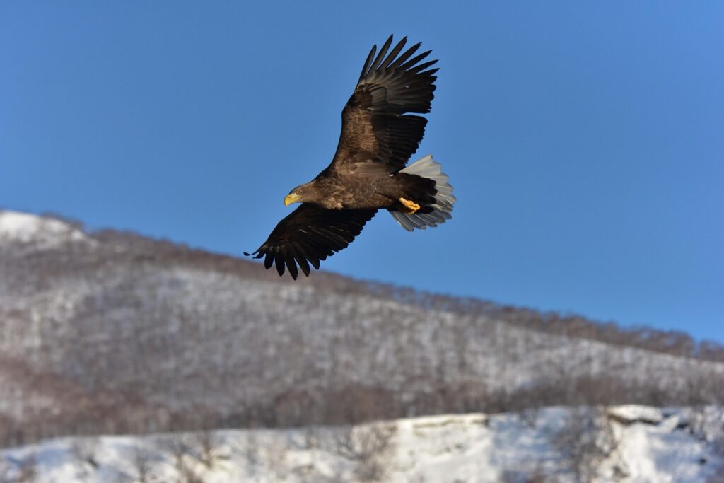 Lovitură pentru fauna sălbatică: Administrația Trump reduce protecția habitatelor naturale
