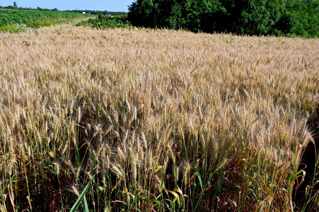 Valul de căldură din iunie a provocat pierderi de circa 2 miliarde de euro &icirc;n agricultura europeană. Recolta de cereale, estimată la cel mai scăzut nivel din ultimii opt ani